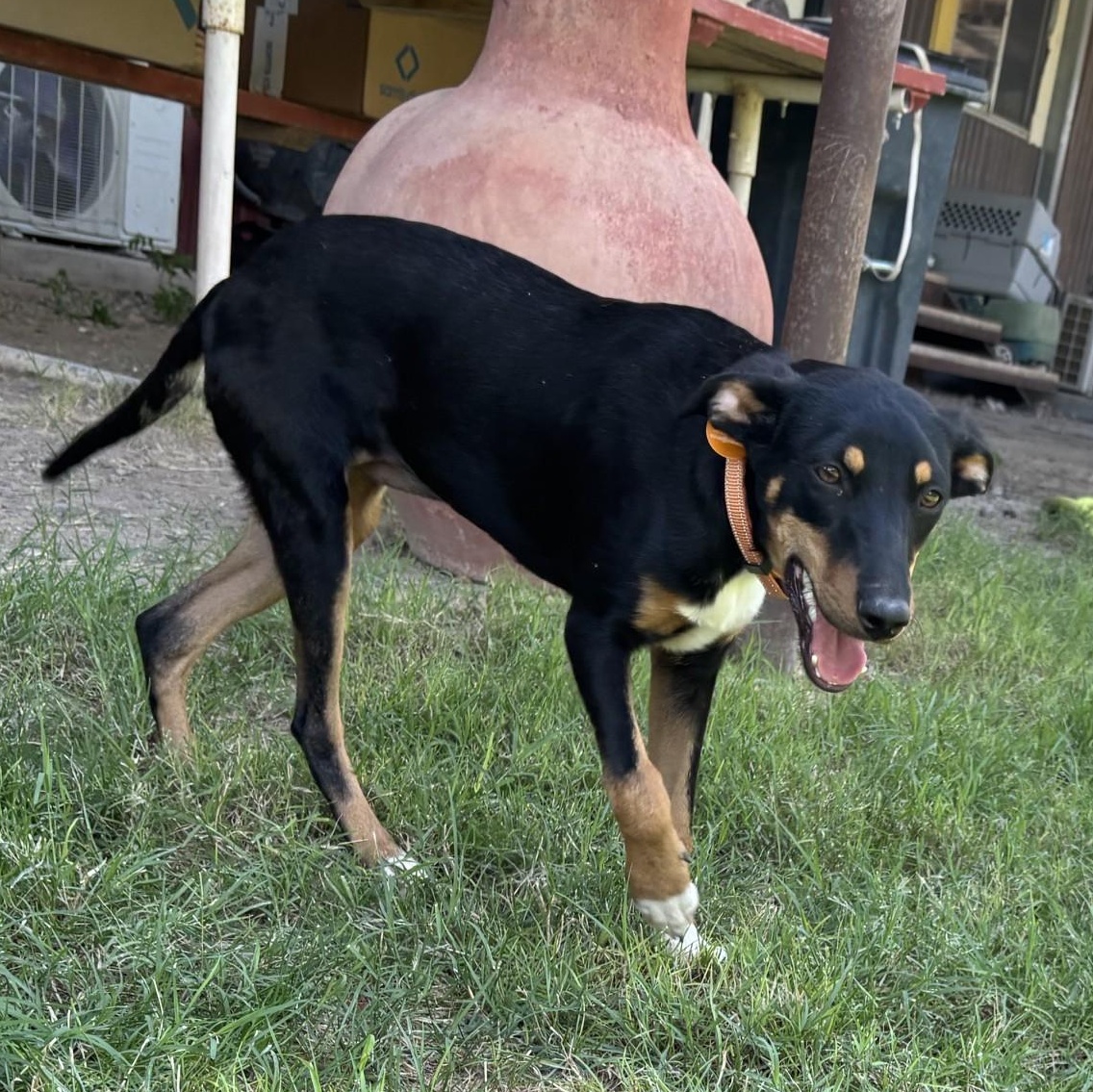 Sweetheart, a ADOPTABLE mixed breed in Marfa, TX image 5/6