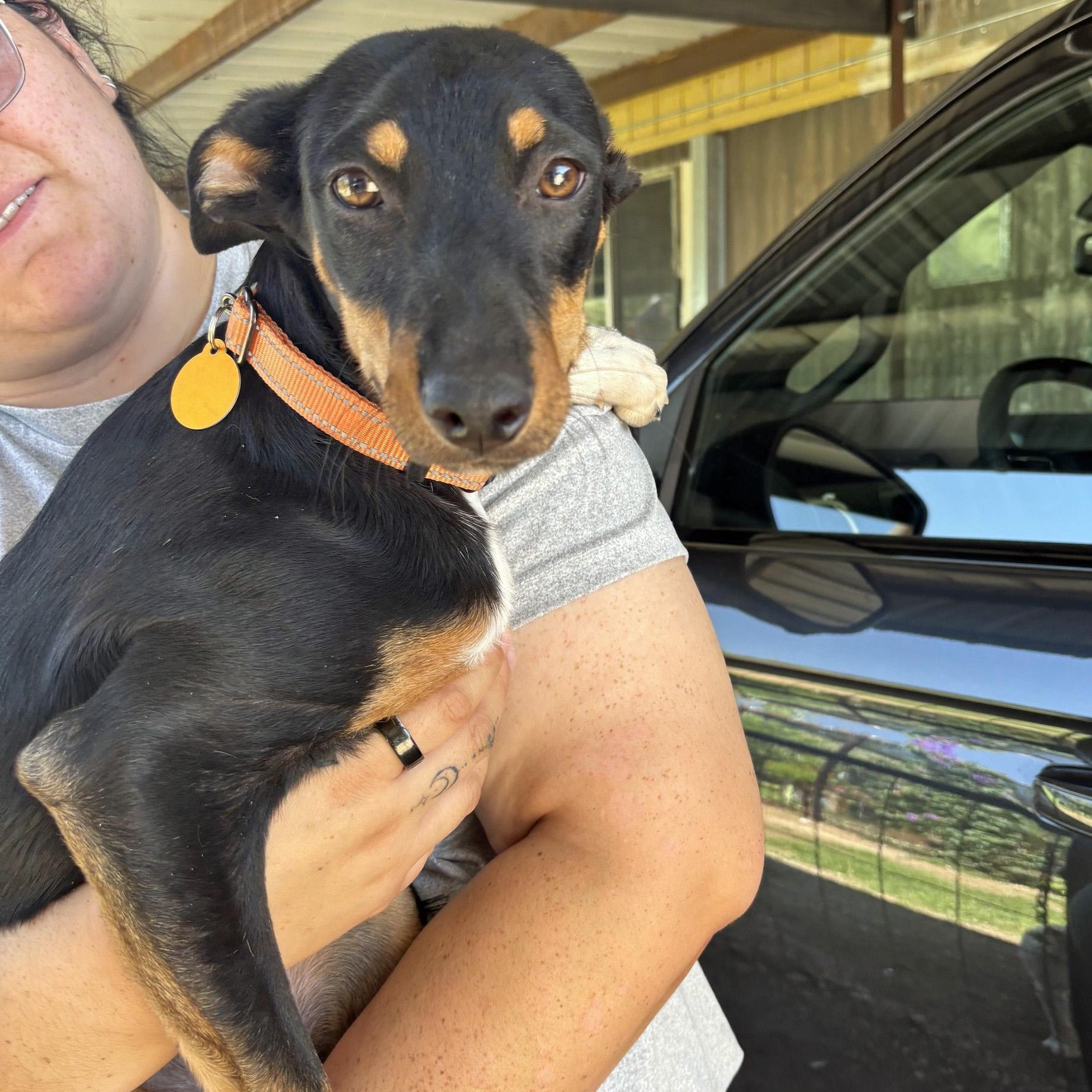 Sweetheart, a ADOPTABLE mixed breed in Marfa, TX image 6/6