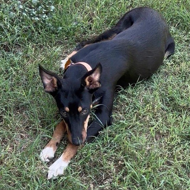 Sweetheart, ADOPTABLE, Young Female Shepherd.