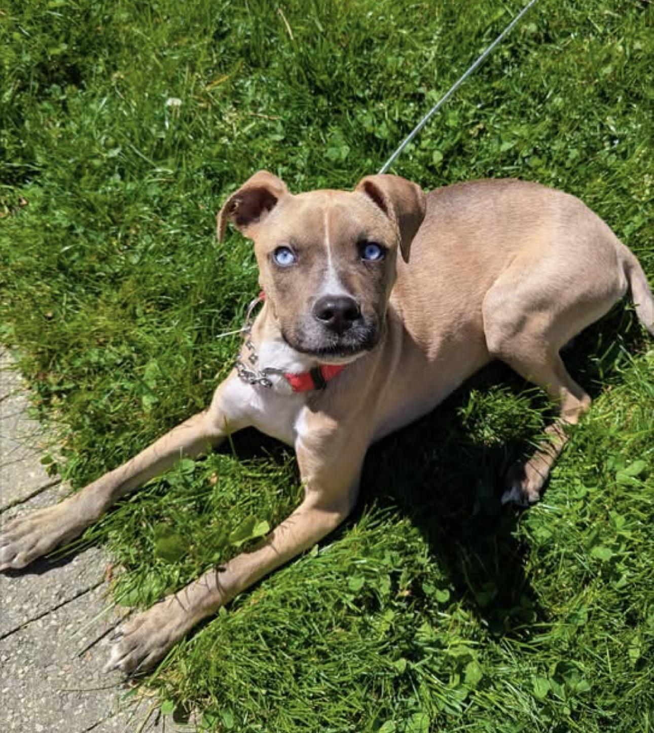 Edamame, an adopted mixed breed in Newmarket, ON image 6/6