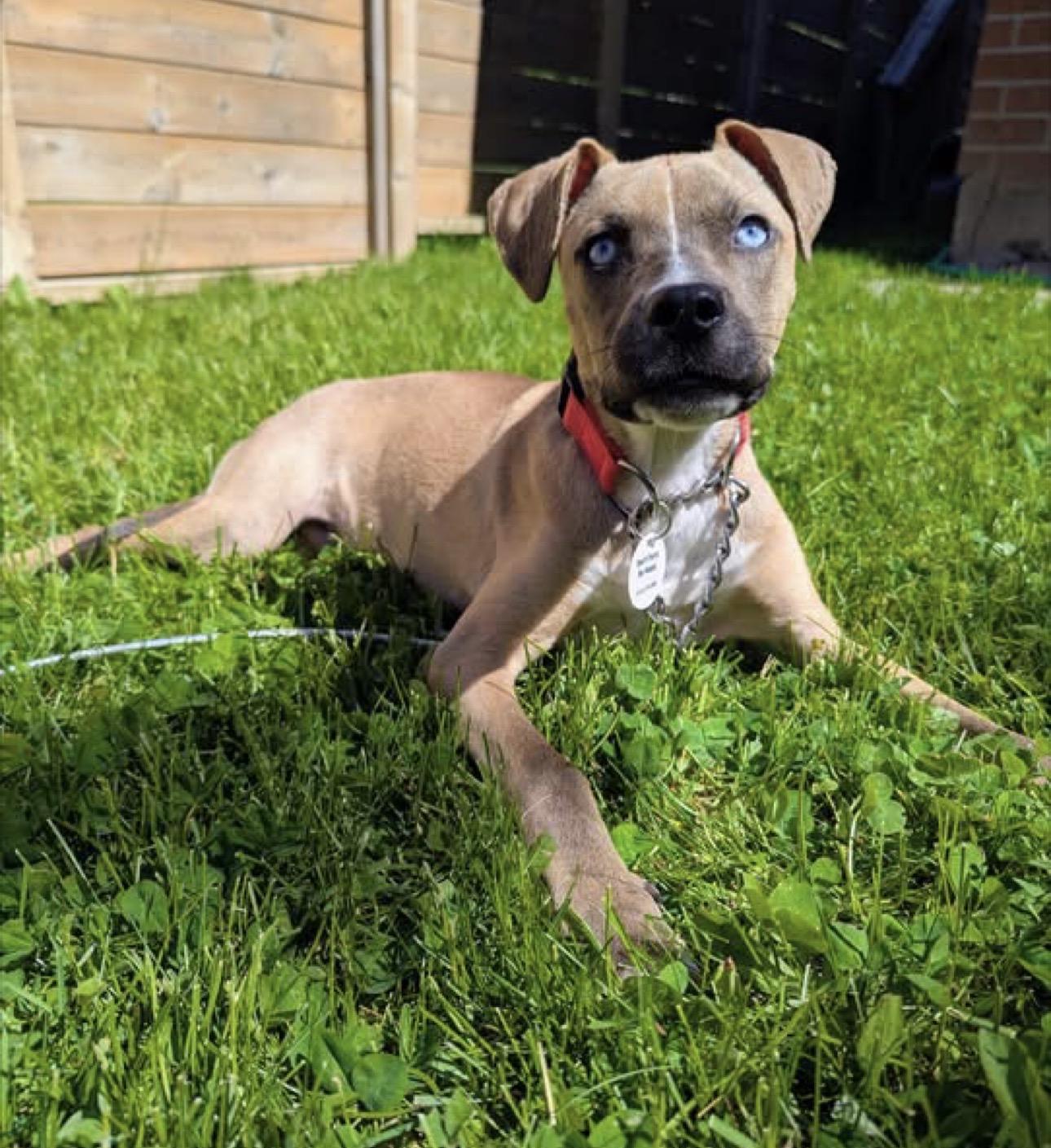 Edamame, an adopted mixed breed in Newmarket, ON image 1/6