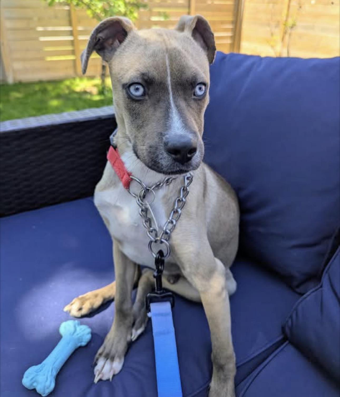 Edamame, an adopted mixed breed in Newmarket, ON image 4/6
