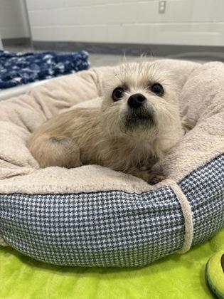 Lucy, Adoptable, Adult Female Terrier & Mixed Breed.