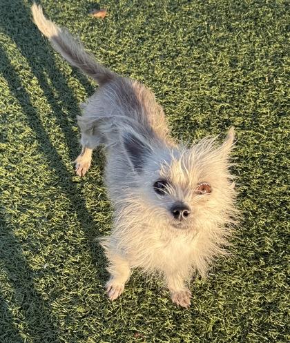 Lucy, a Adoptable mixed breed in Grapevine, TX image 2/2