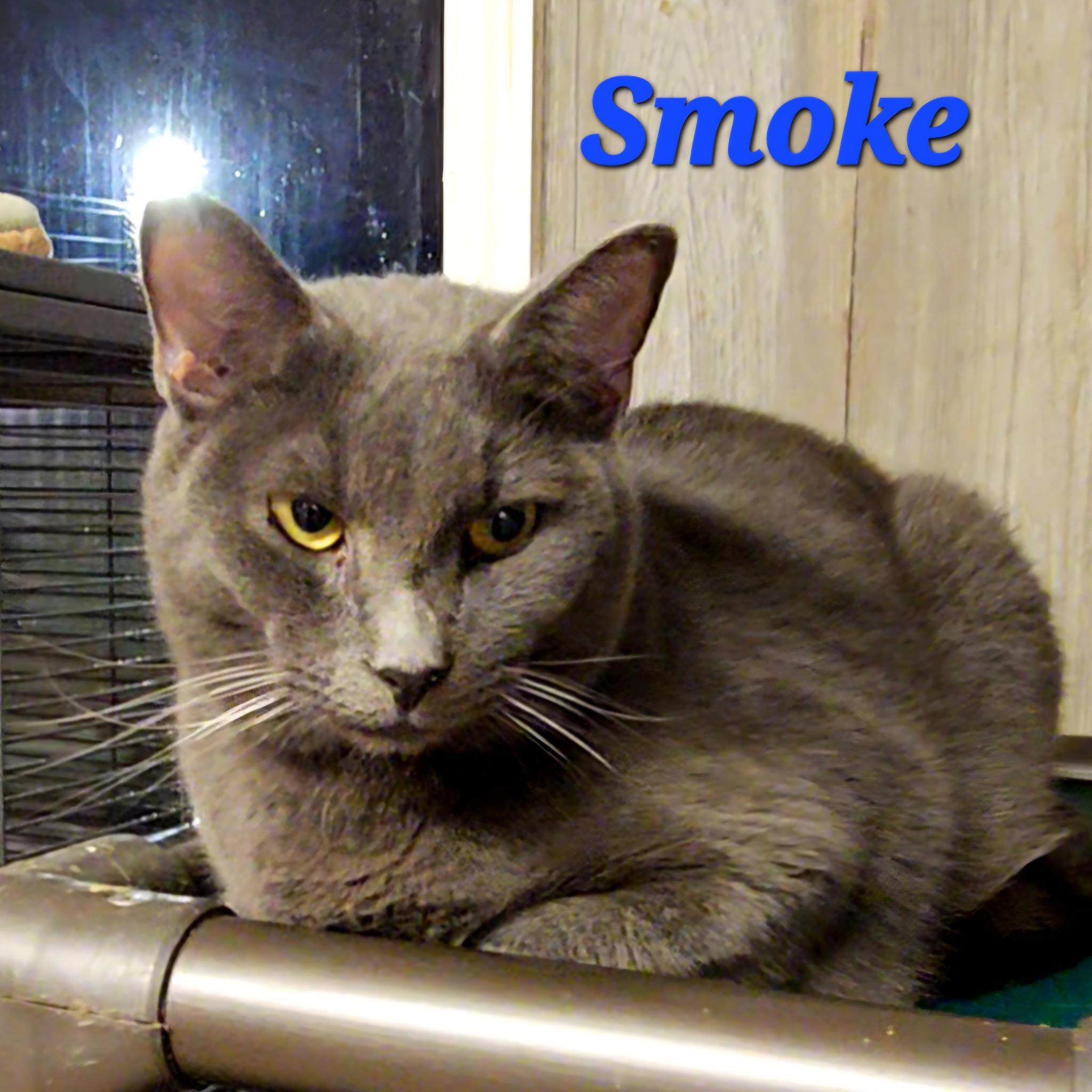 Smoke, Adoptable, Young Male Domestic Short Hair.
