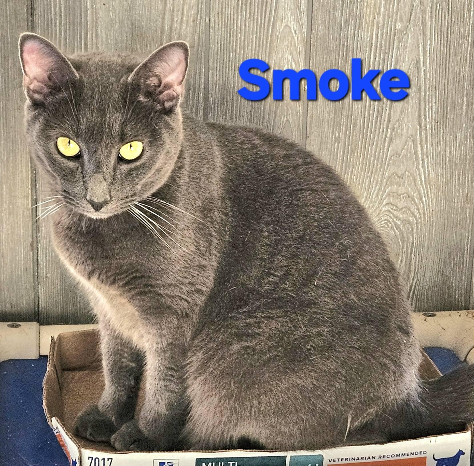 Smoke, Adoptable, Young Male Domestic Short Hair.