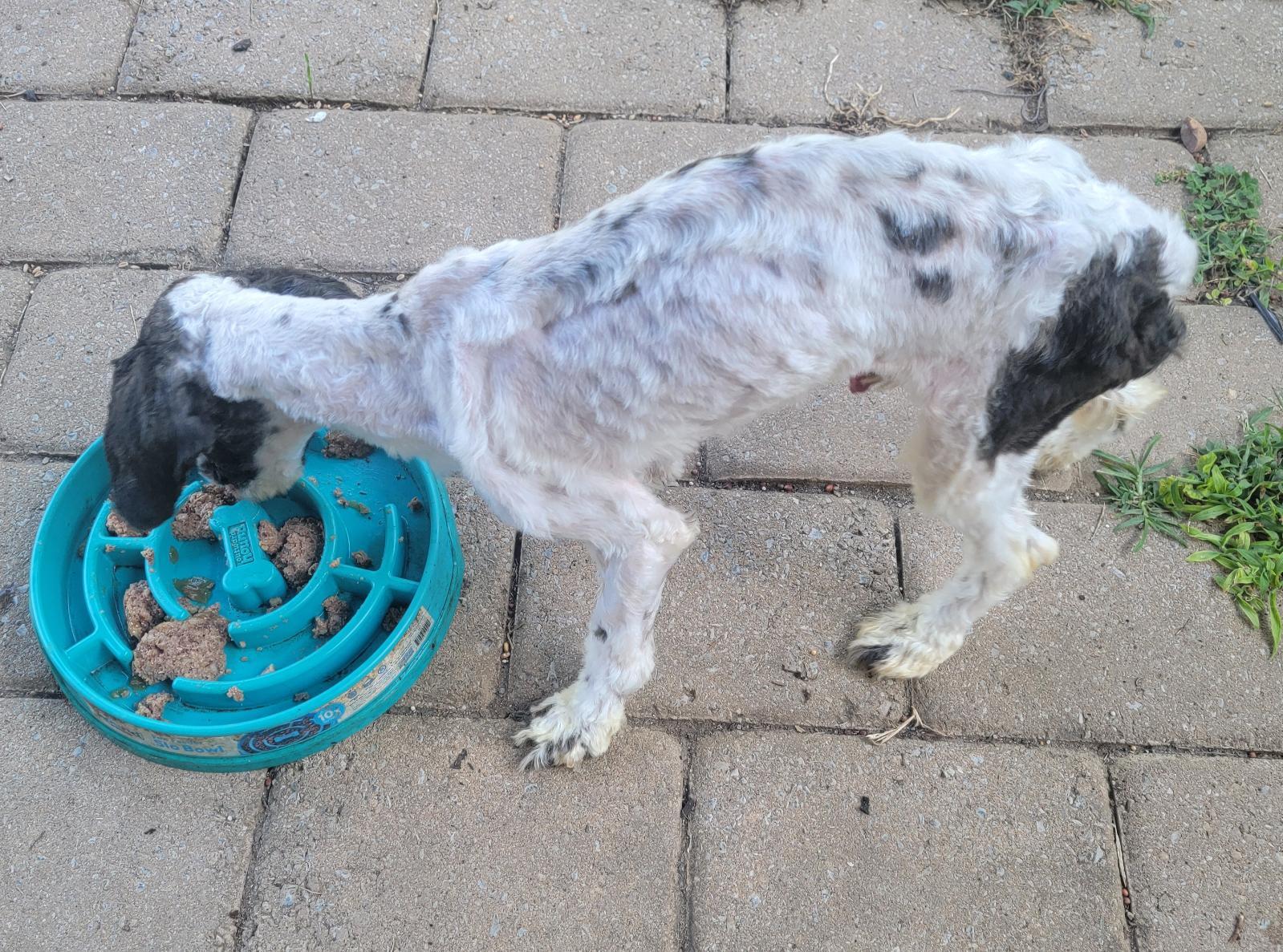 Enlarge Ozzy, an adopted mixed breed in Nashville, TN image 4/6