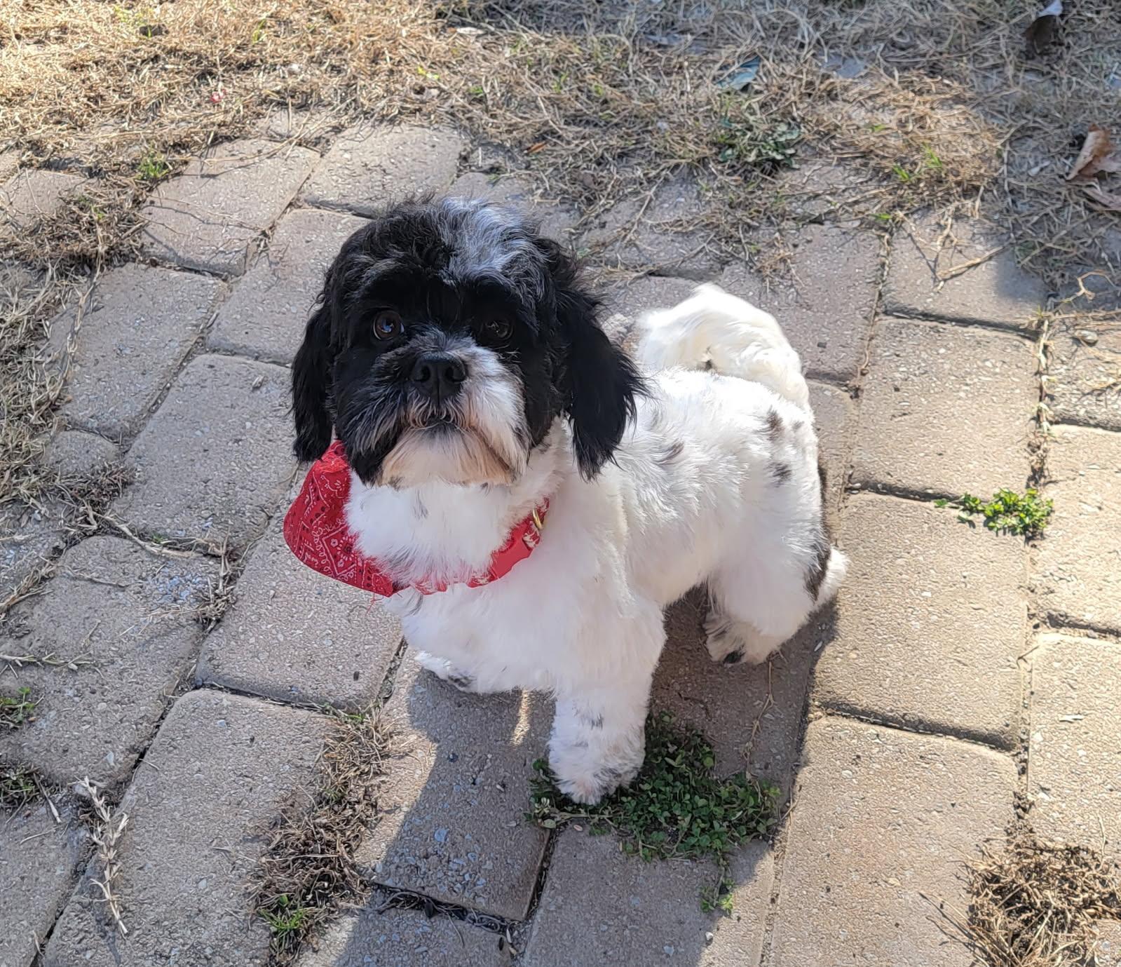 Enlarge Ozzy, an adopted mixed breed in Nashville, TN image 6/6
