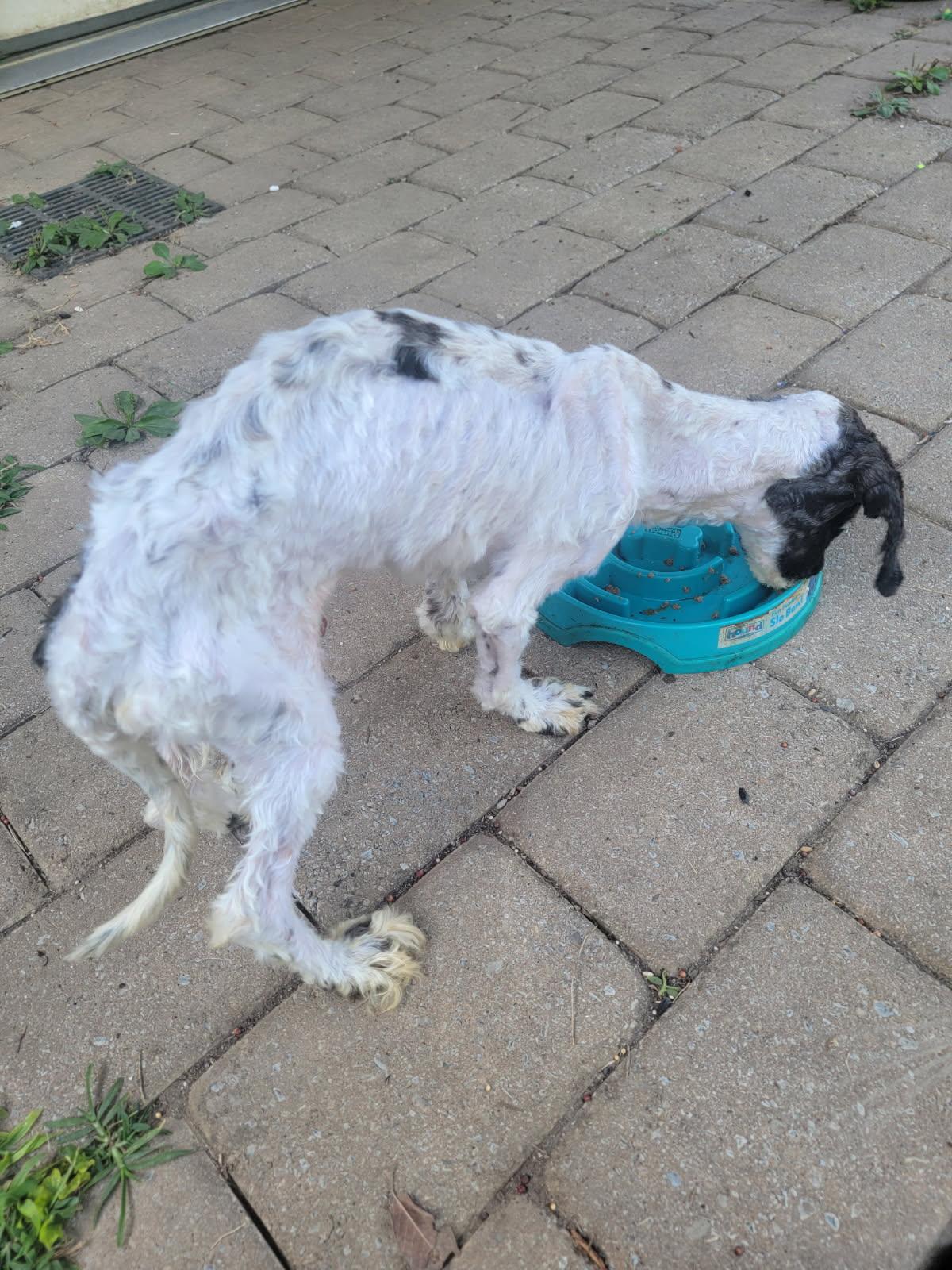 Enlarge Ozzy, an adopted mixed breed in Nashville, TN image 3/6