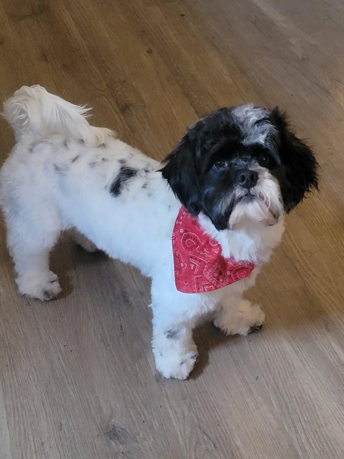 Ozzy, adopted, Young Male Shih Tzu.