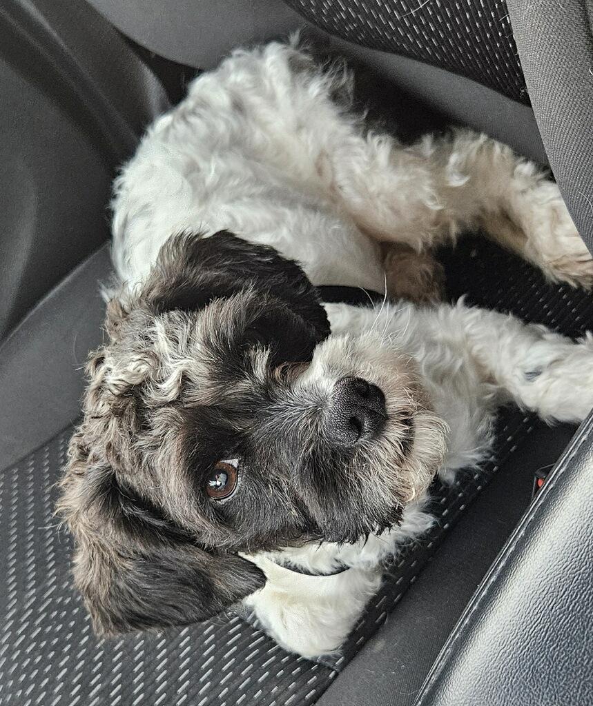 Enlarge Ozzy, an adopted mixed breed in Nashville, TN image 5/6