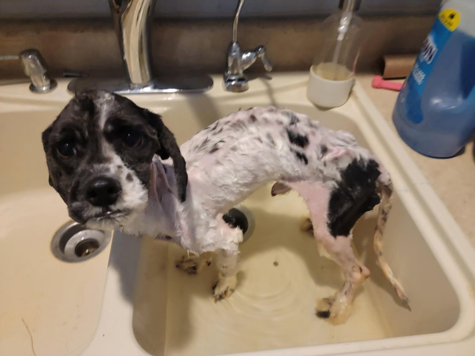 Enlarge Ozzy, an adopted mixed breed in Nashville, TN image 2/6