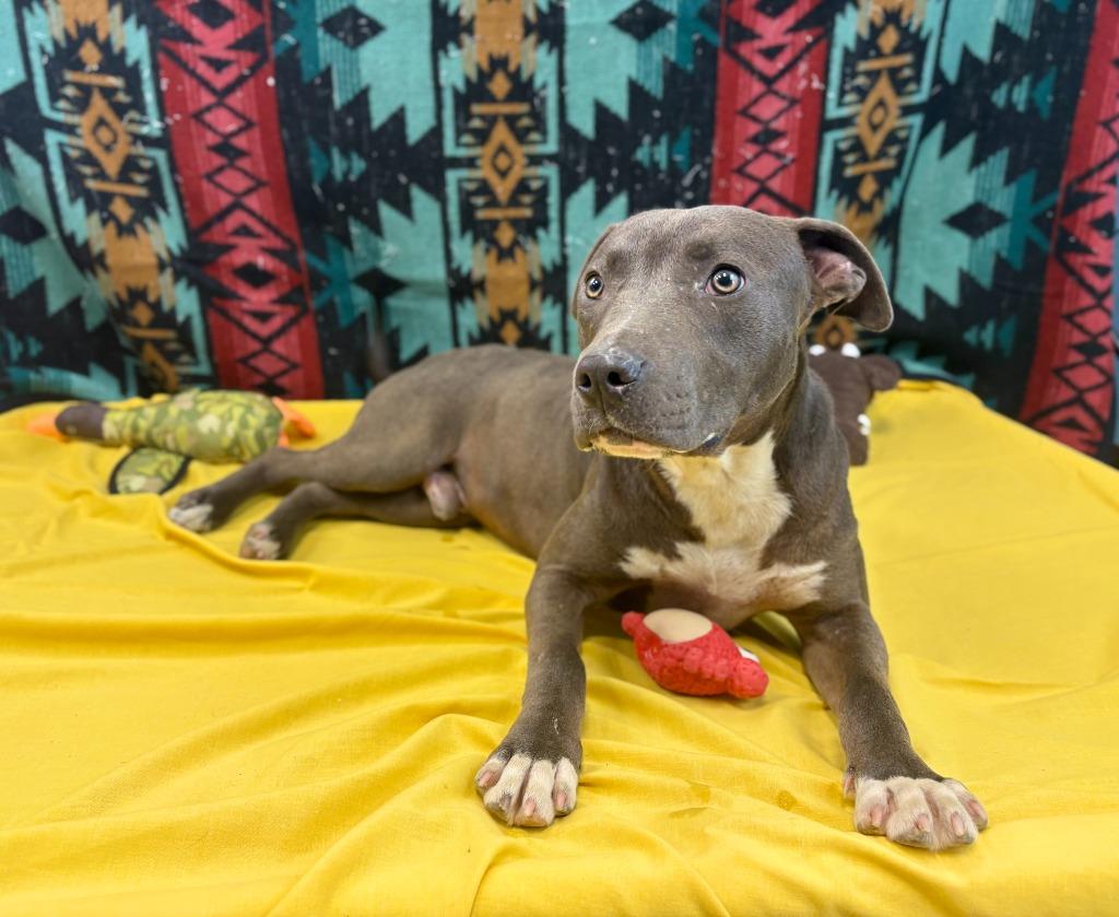 Chance, Adoptable, Young Male Pit Bull Terrier.