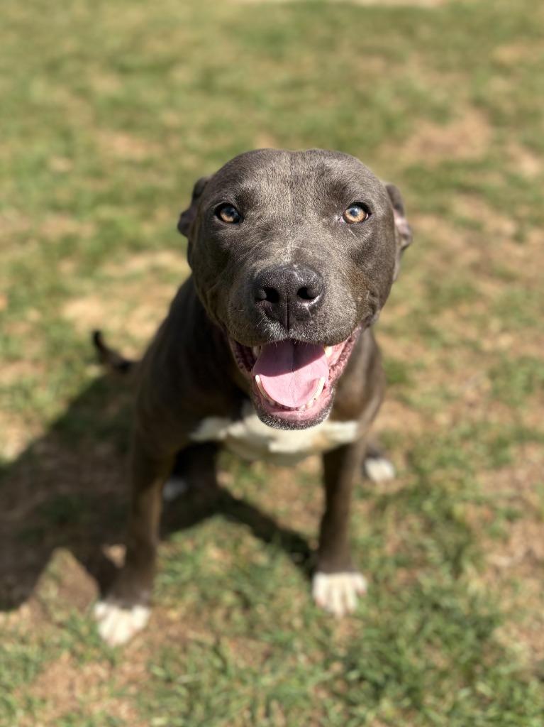 Enlarge Chance, a Adoptable Pit Bull Terrier in Nacogdoches, TX image 2/4