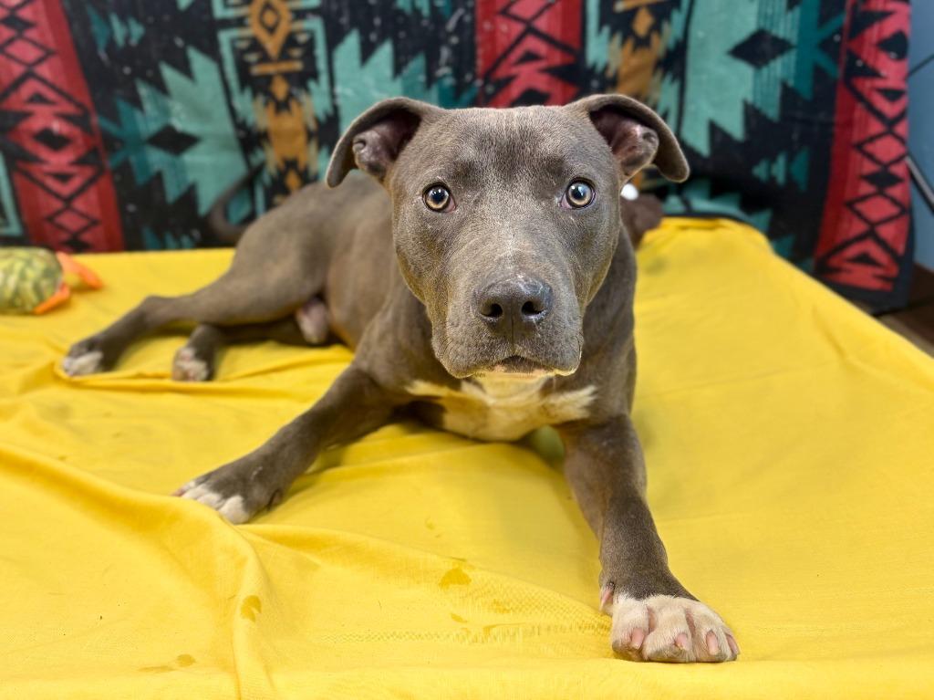 Enlarge Chance, a Adoptable Pit Bull Terrier in Nacogdoches, TX image 3/4
