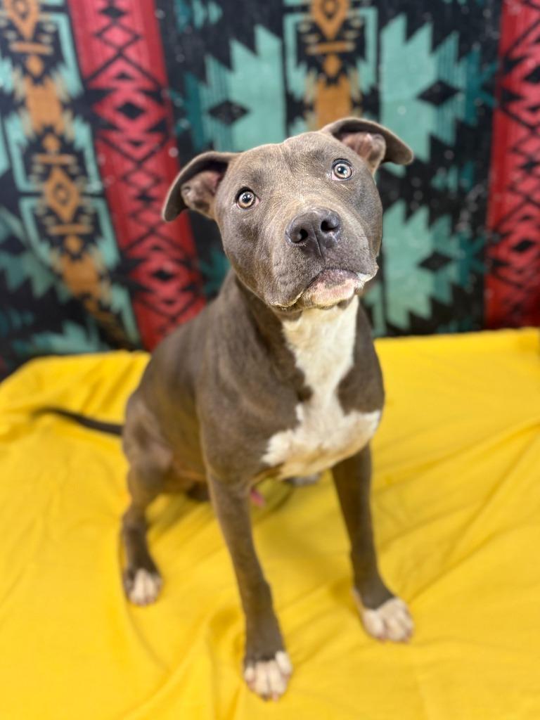 Enlarge Chance, a Adoptable Pit Bull Terrier in Nacogdoches, TX image 4/4
