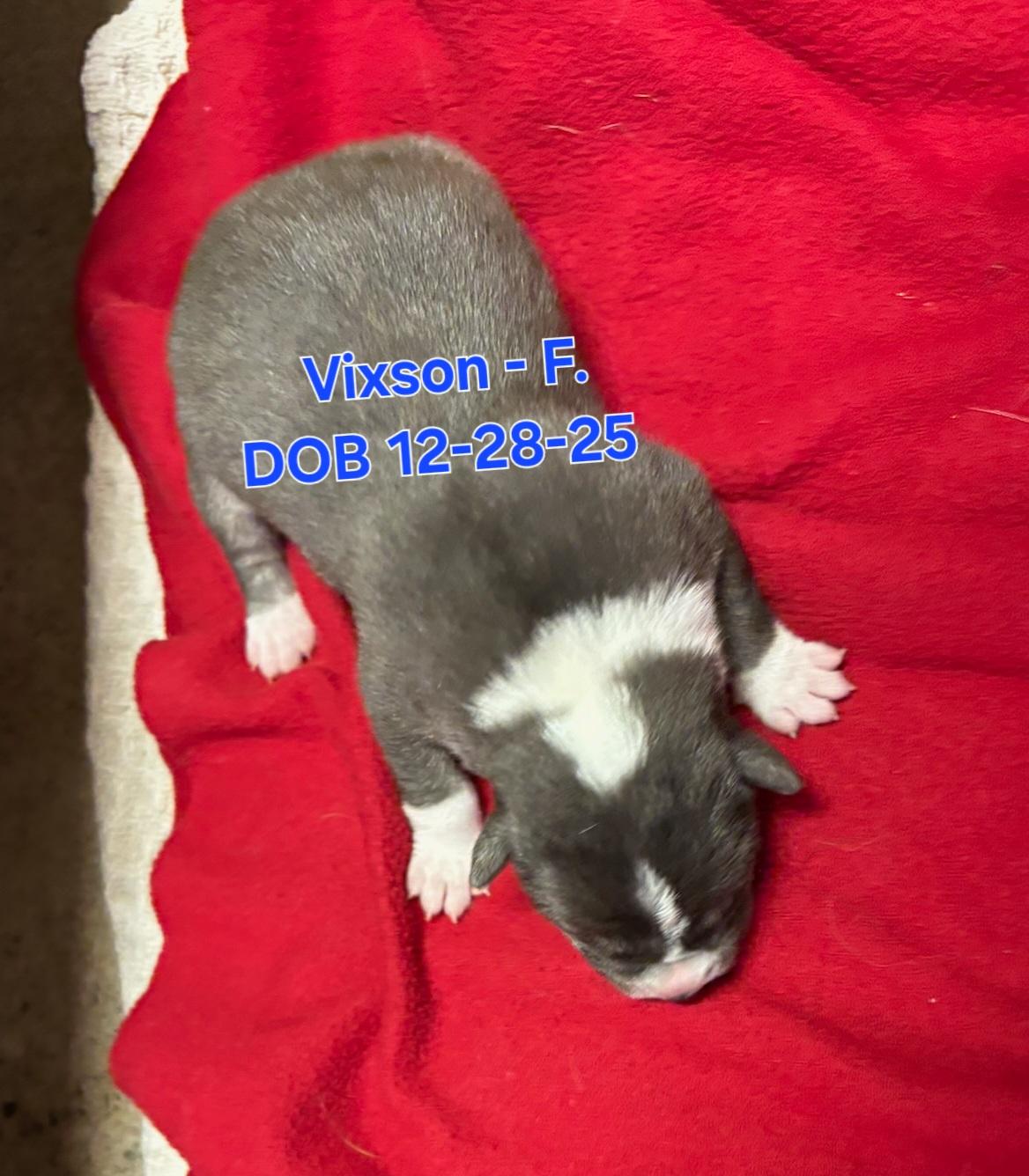 Enlarge Vixen, a Adopted mixed breed in Nucla, CO image 1/1