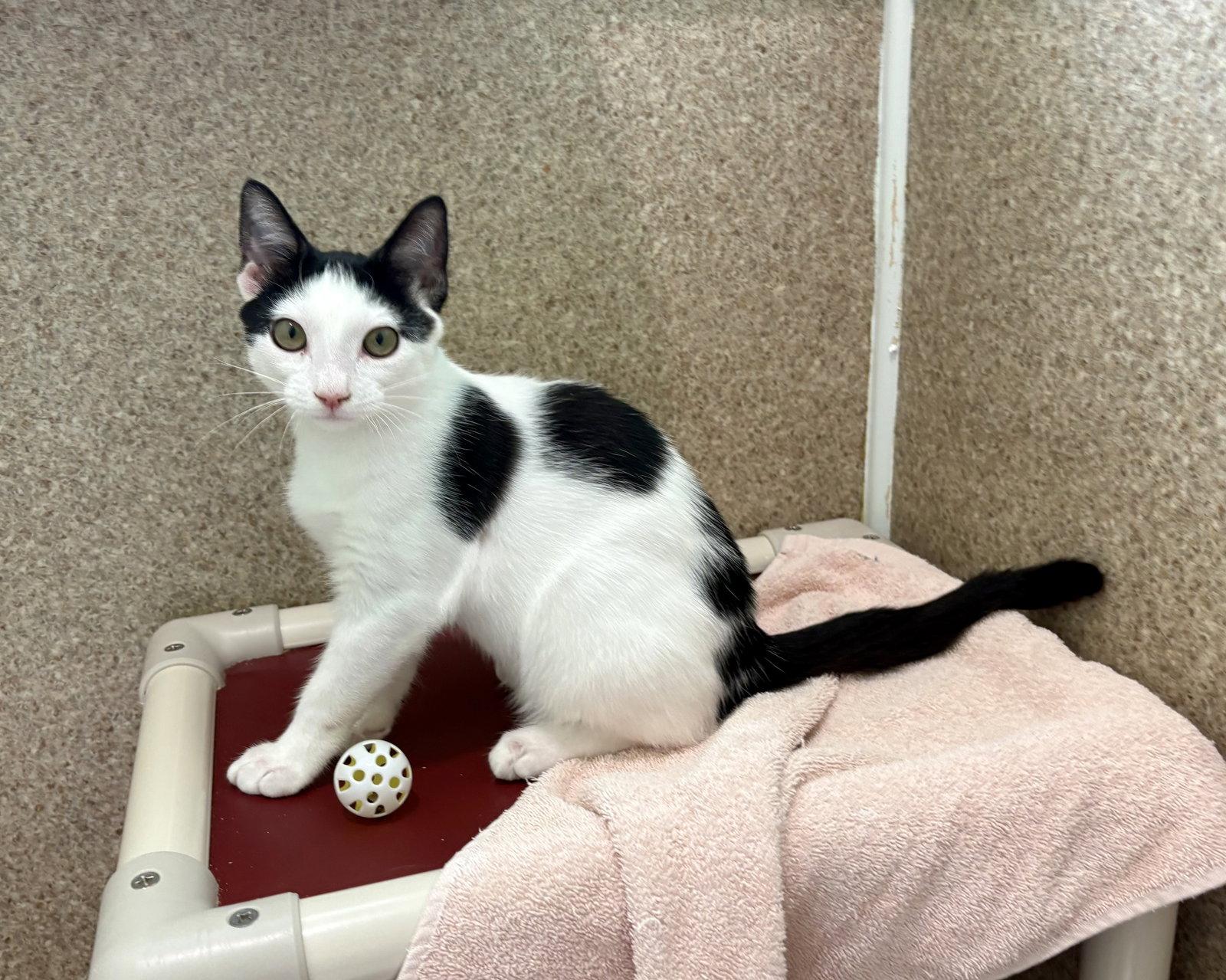 Oliver, Adoptable, Young Male Domestic Short Hair.