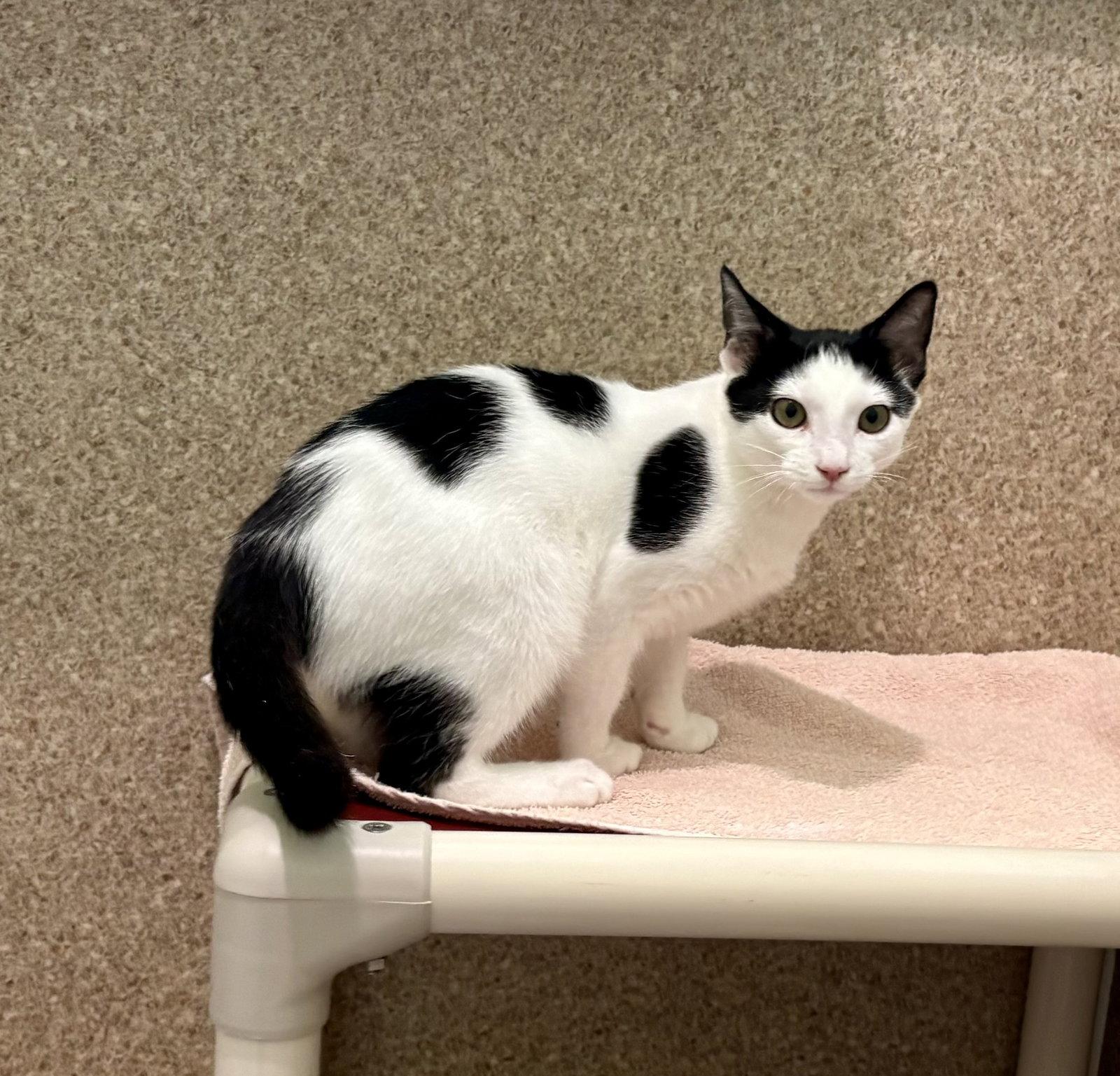 Enlarge Oliver, a Adoptable Domestic Short Hair in Mc Cormick, SC image 2/3