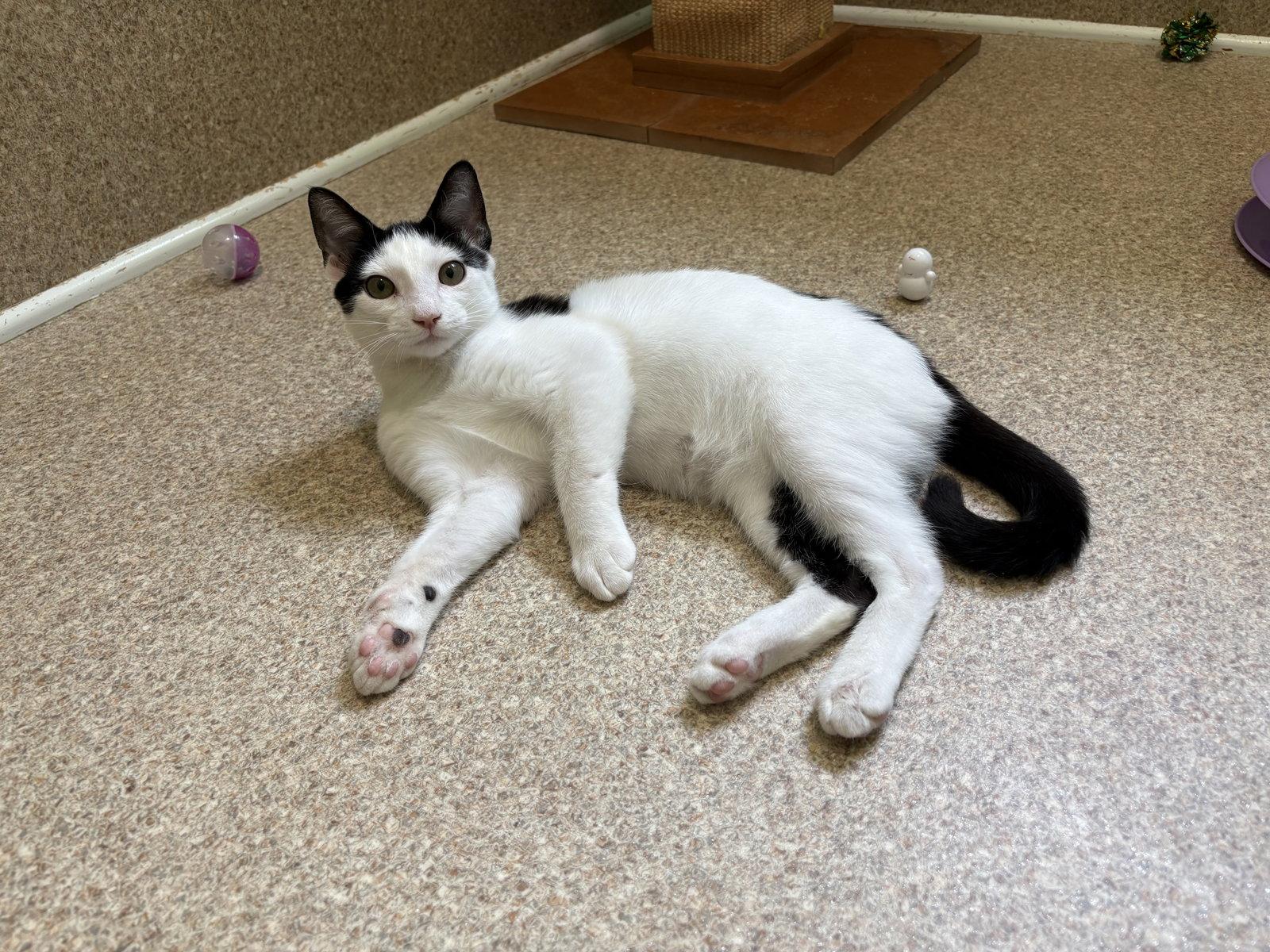 Enlarge Oliver, a Adoptable Domestic Short Hair in Mc Cormick, SC image 3/3