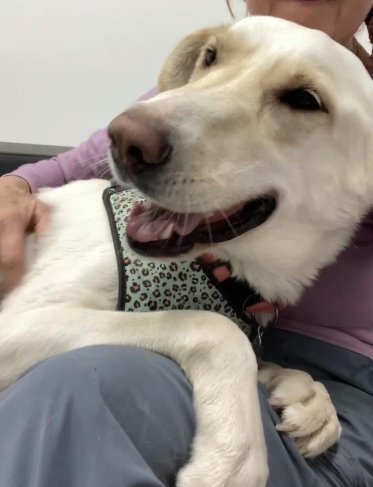 SKY, Adoptable, Young Female Yellow Labrador Retriever.