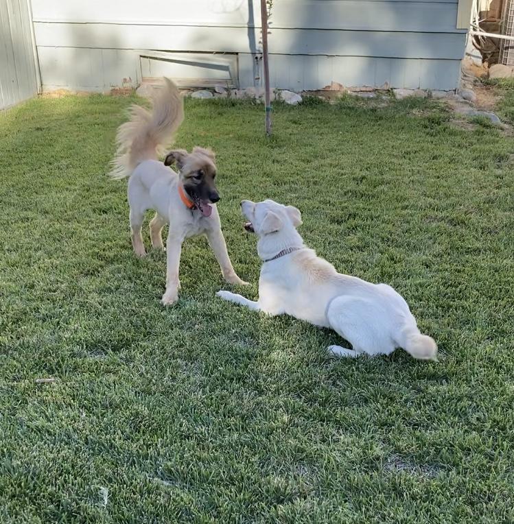 SKY, a Adoptable mixed breed in Beverly Hills, CA image 6/6