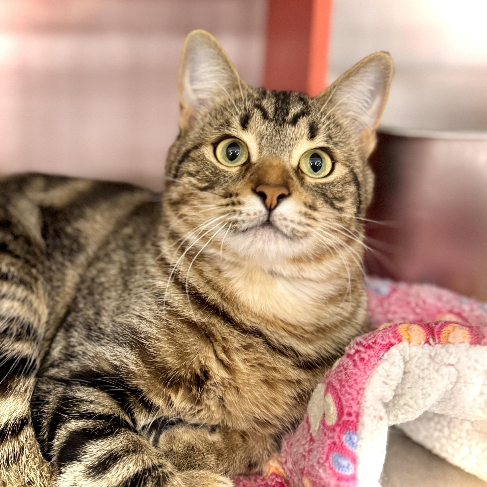 Hans Solo @ Livonia PetSmart