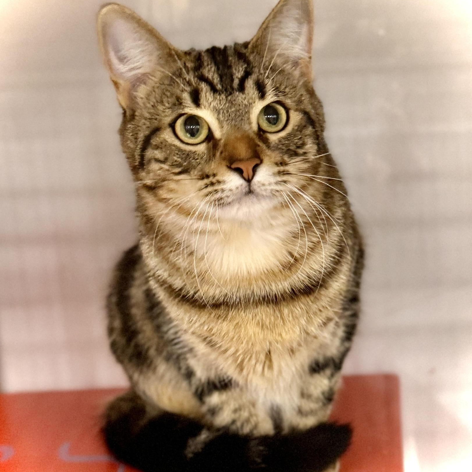 Hans Solo @ Livonia PetSmart