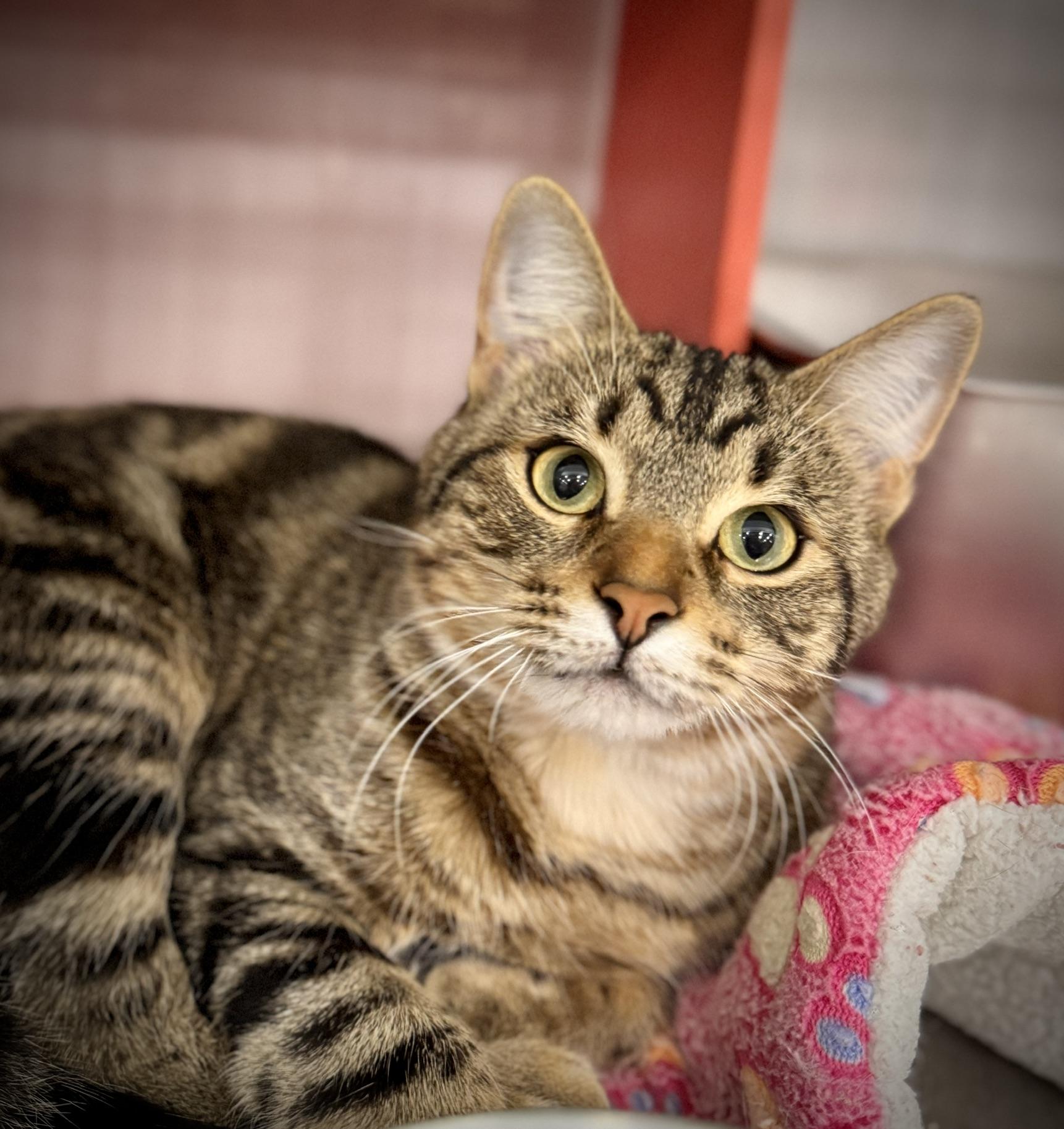 Hans Solo @ Livonia PetSmart