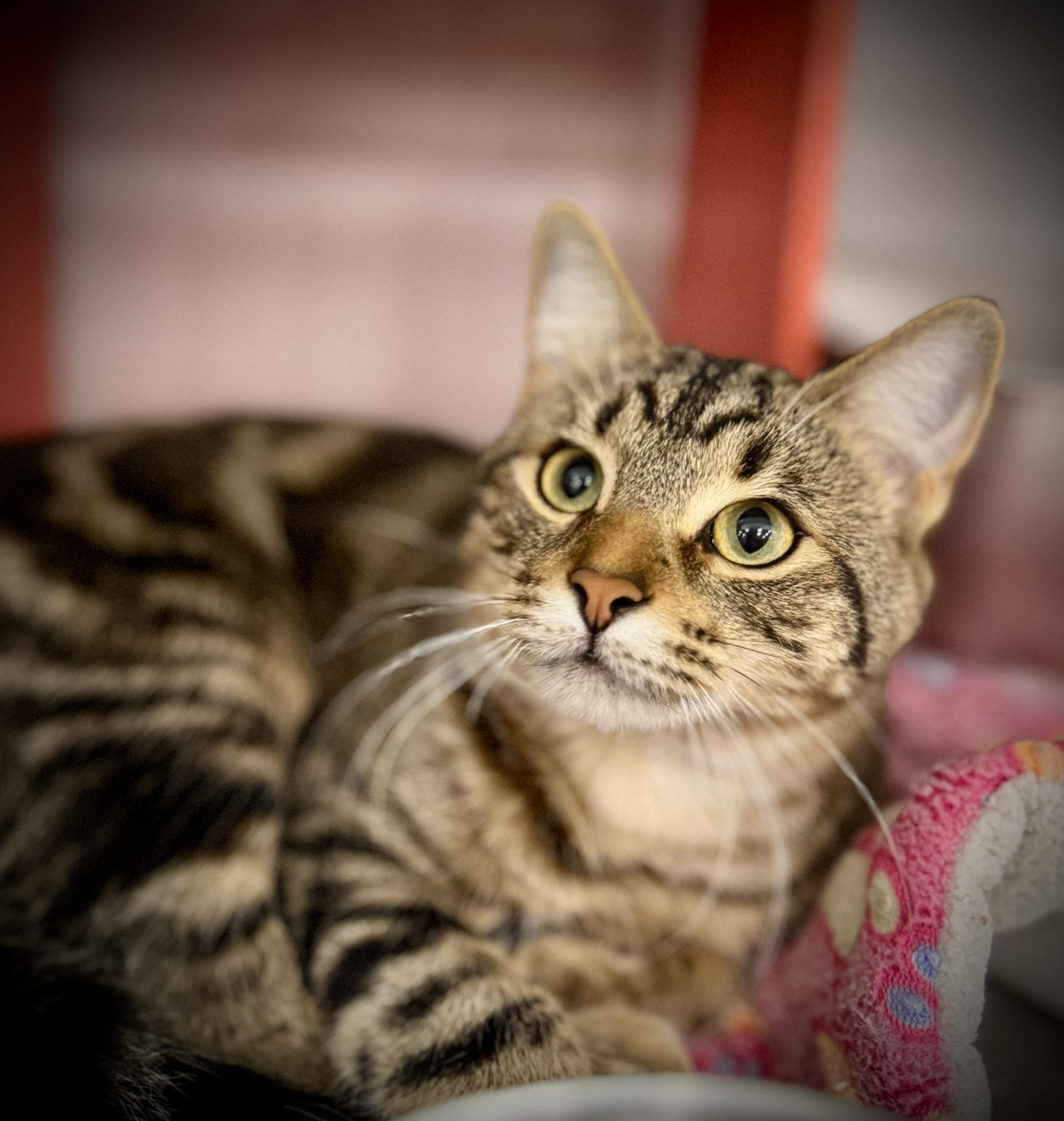 Hans Solo @ Livonia PetSmart