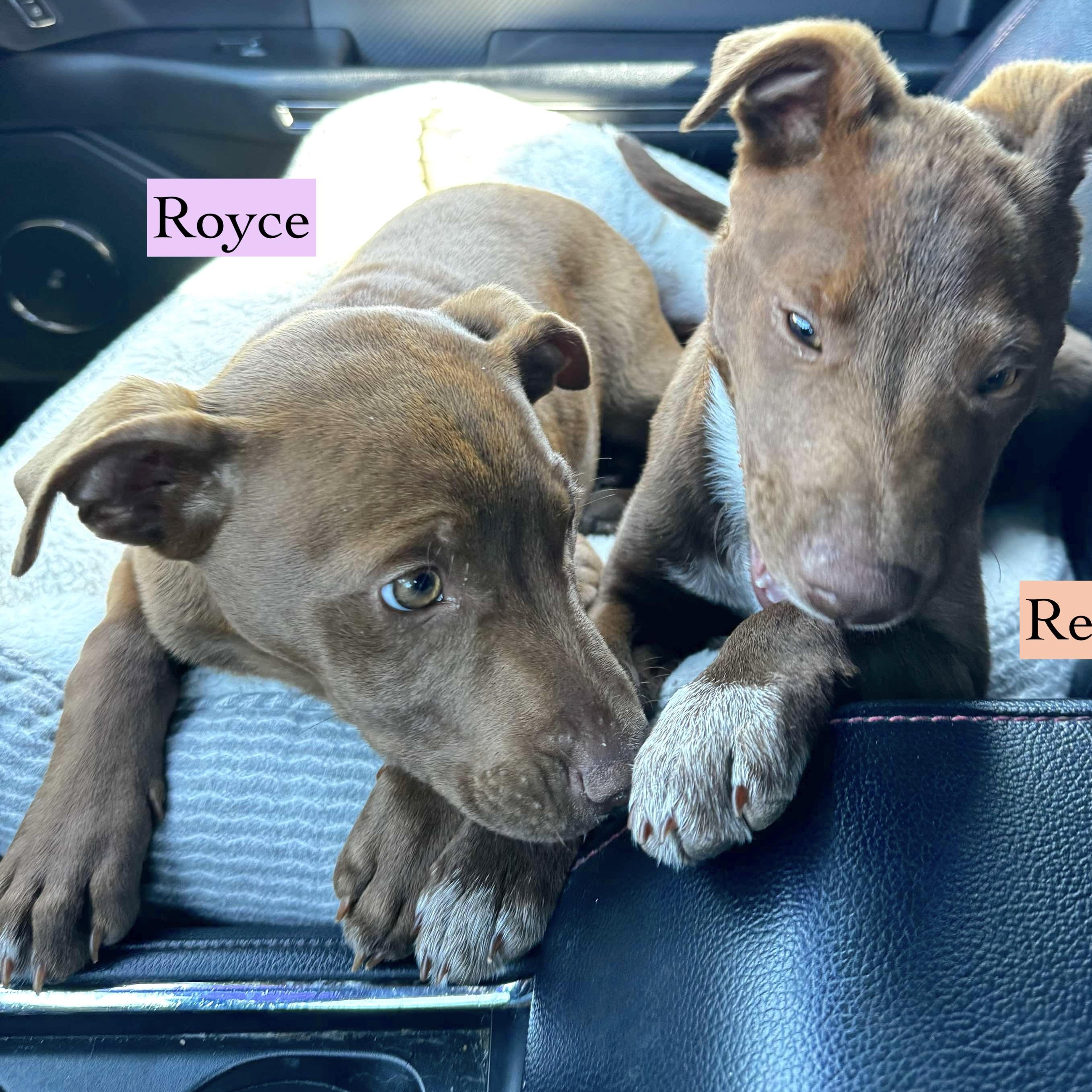 Dog for adoption Royce, a Catahoula Leopard Dog & Rhodesian Ridgeback Mix in Portland, OR