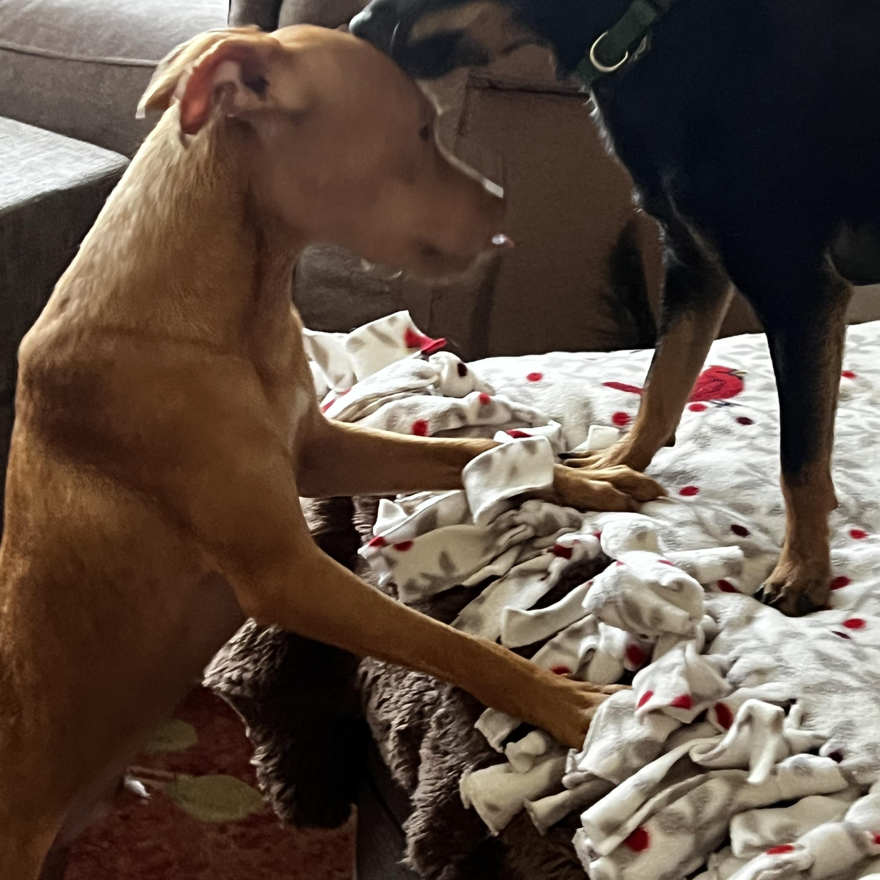 Enlarge Rusty Pimpon, an adopted mixed breed in Temple, TX image 6/6