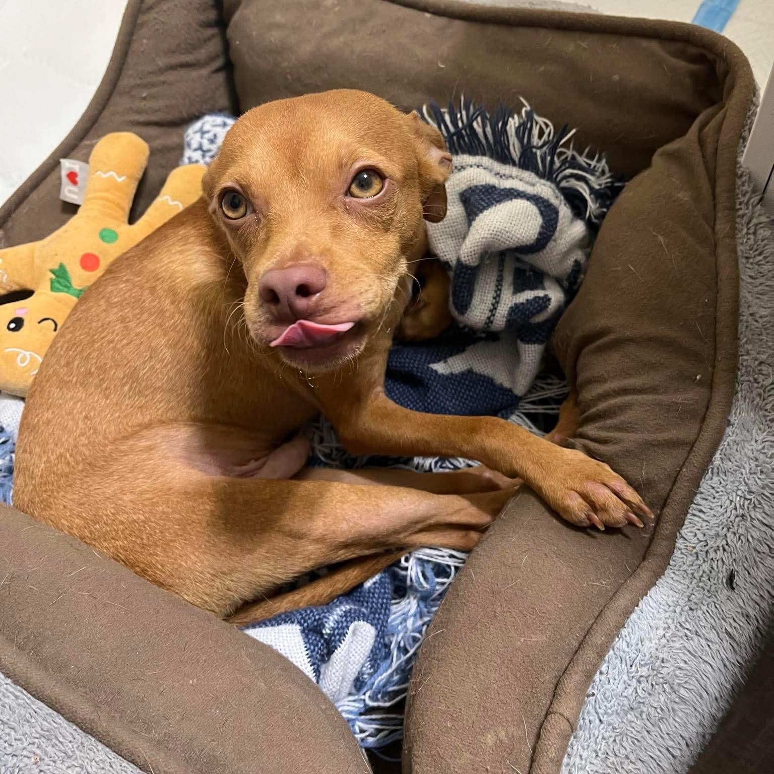 Enlarge Rusty Pimpon, an adopted mixed breed in Temple, TX image 2/6