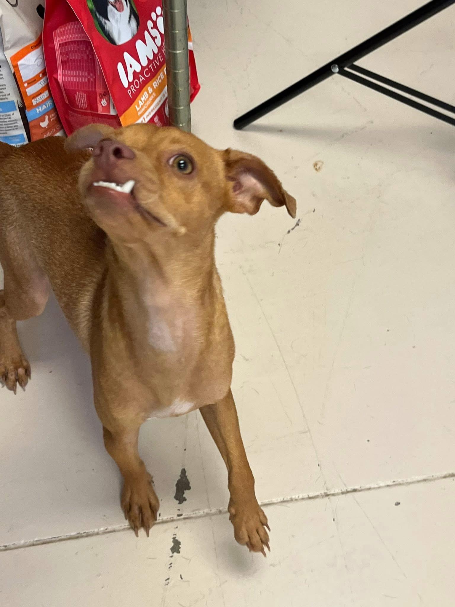 Enlarge Rusty Pimpon, an adopted mixed breed in Temple, TX image 5/6