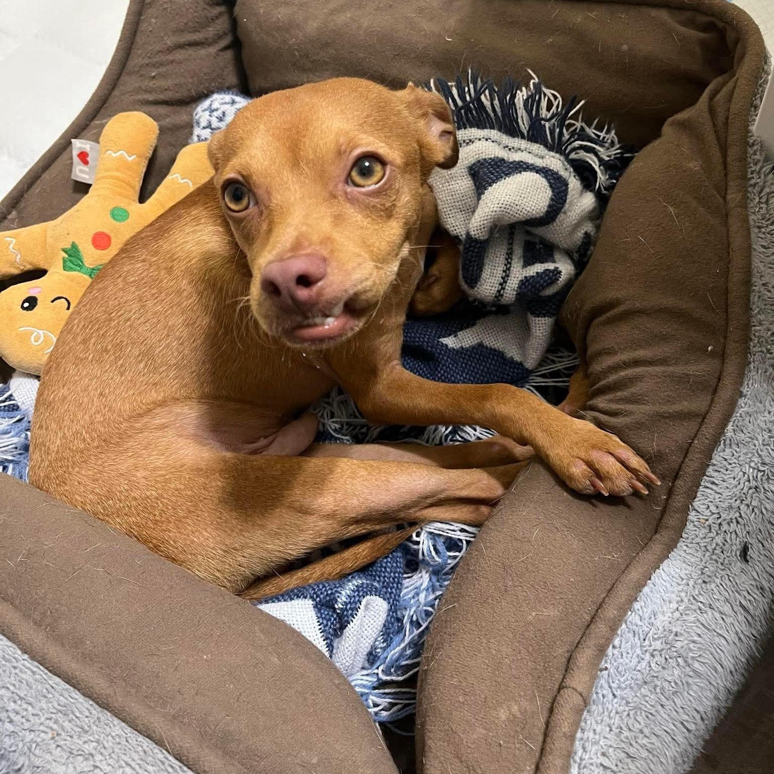 Enlarge Rusty Pimpon, an adopted mixed breed in Temple, TX image 3/6