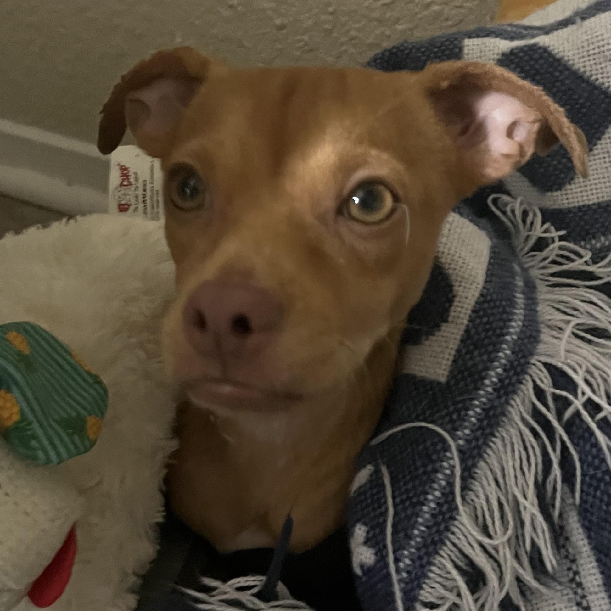 Enlarge Rusty Pimpon, an adopted mixed breed in Temple, TX image 4/6