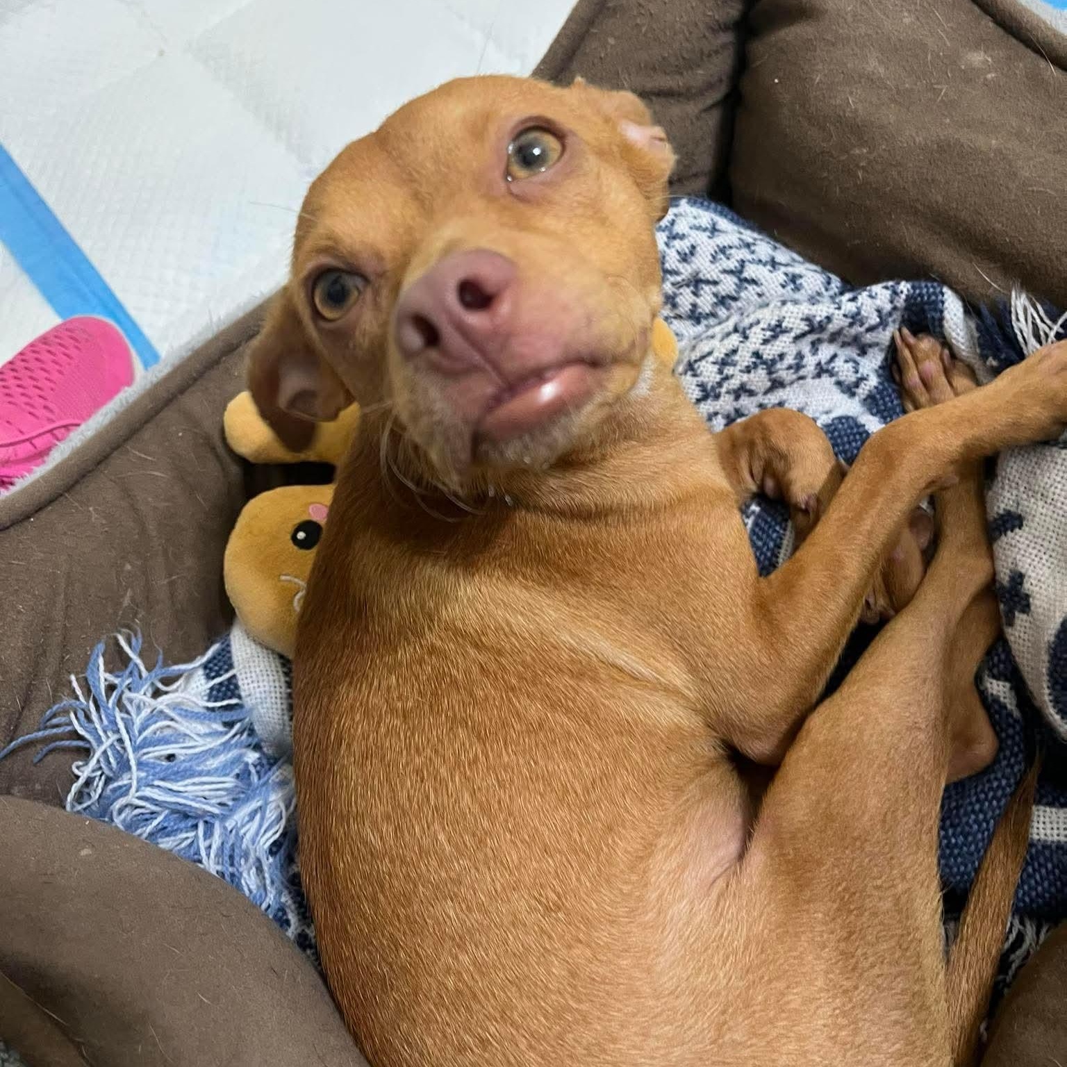 Rusty Pimpon, adopted, Young Male Terrier & Chihuahua.