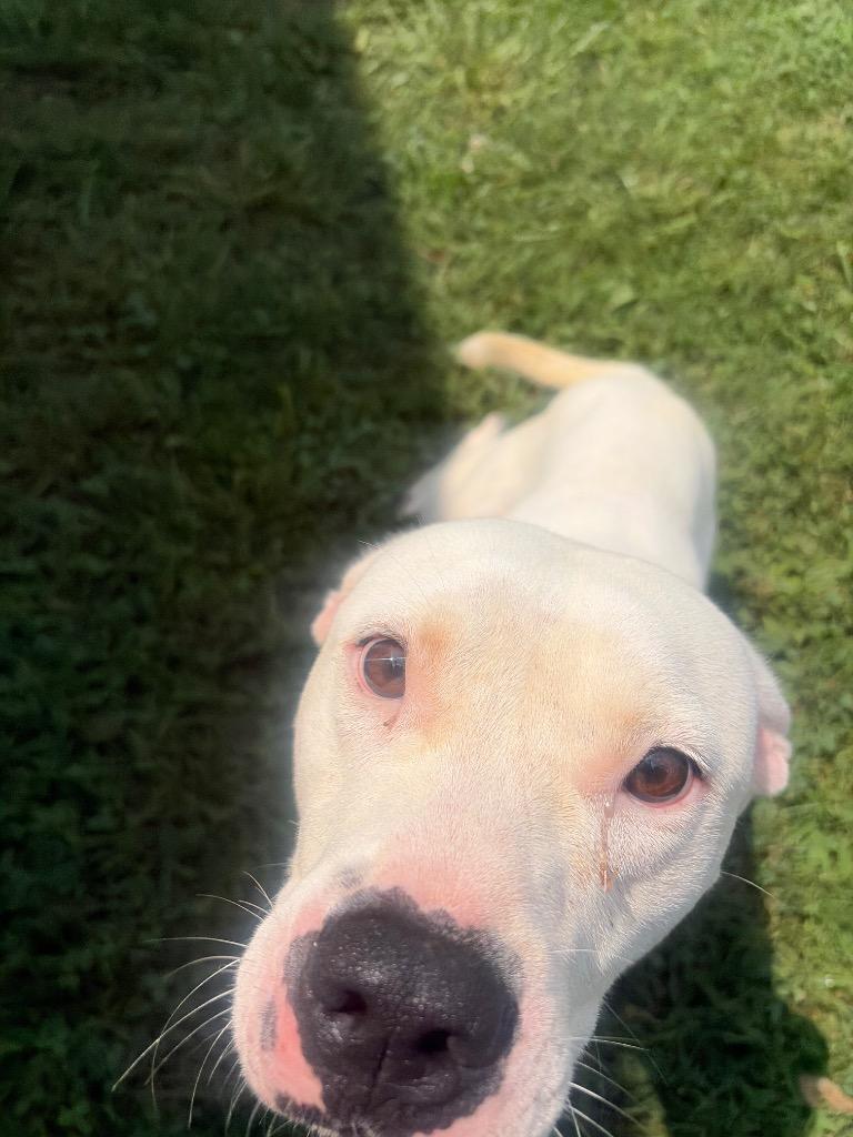 KC, a Adoptable Pit Bull Terrier in Gallatin, TN image 1/3