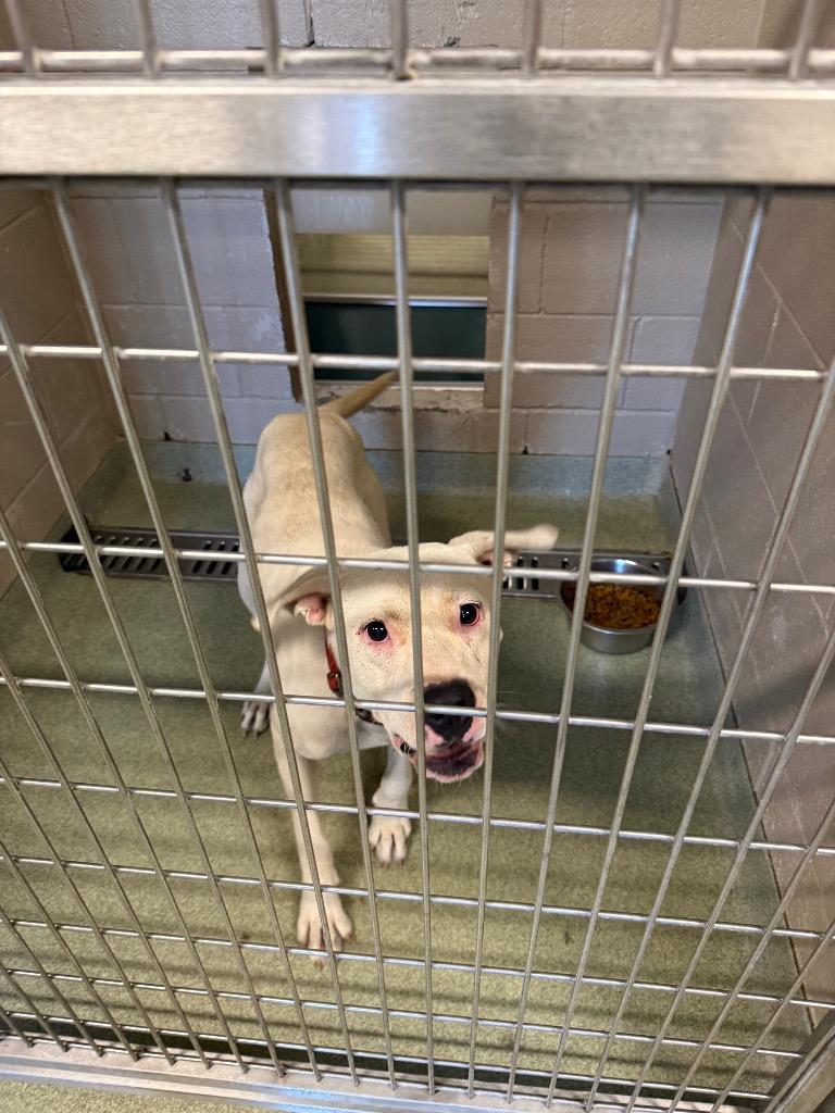 KC, a Adoptable Pit Bull Terrier in Gallatin, TN image 2/3