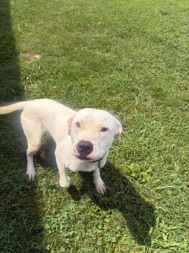 KC, a Adoptable Pit Bull Terrier in Gallatin, TN image 3/3