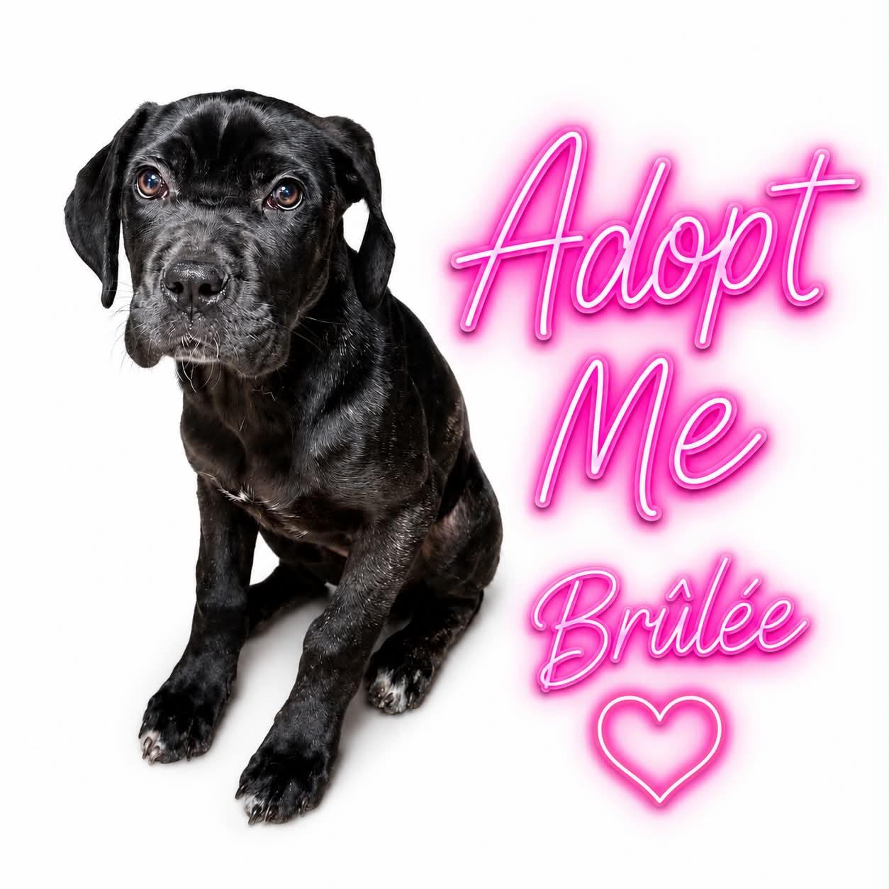 Enlarge Brulee, a ADOPTABLE Mastiff in Sunderland, MD image 1/2