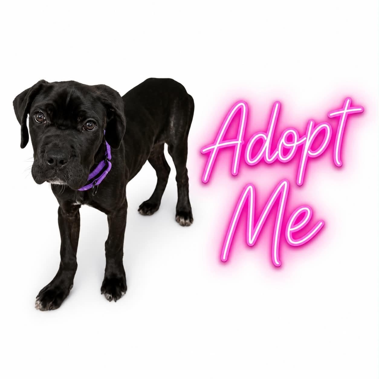 Enlarge Brulee, a ADOPTABLE Mastiff in Sunderland, MD image 2/2