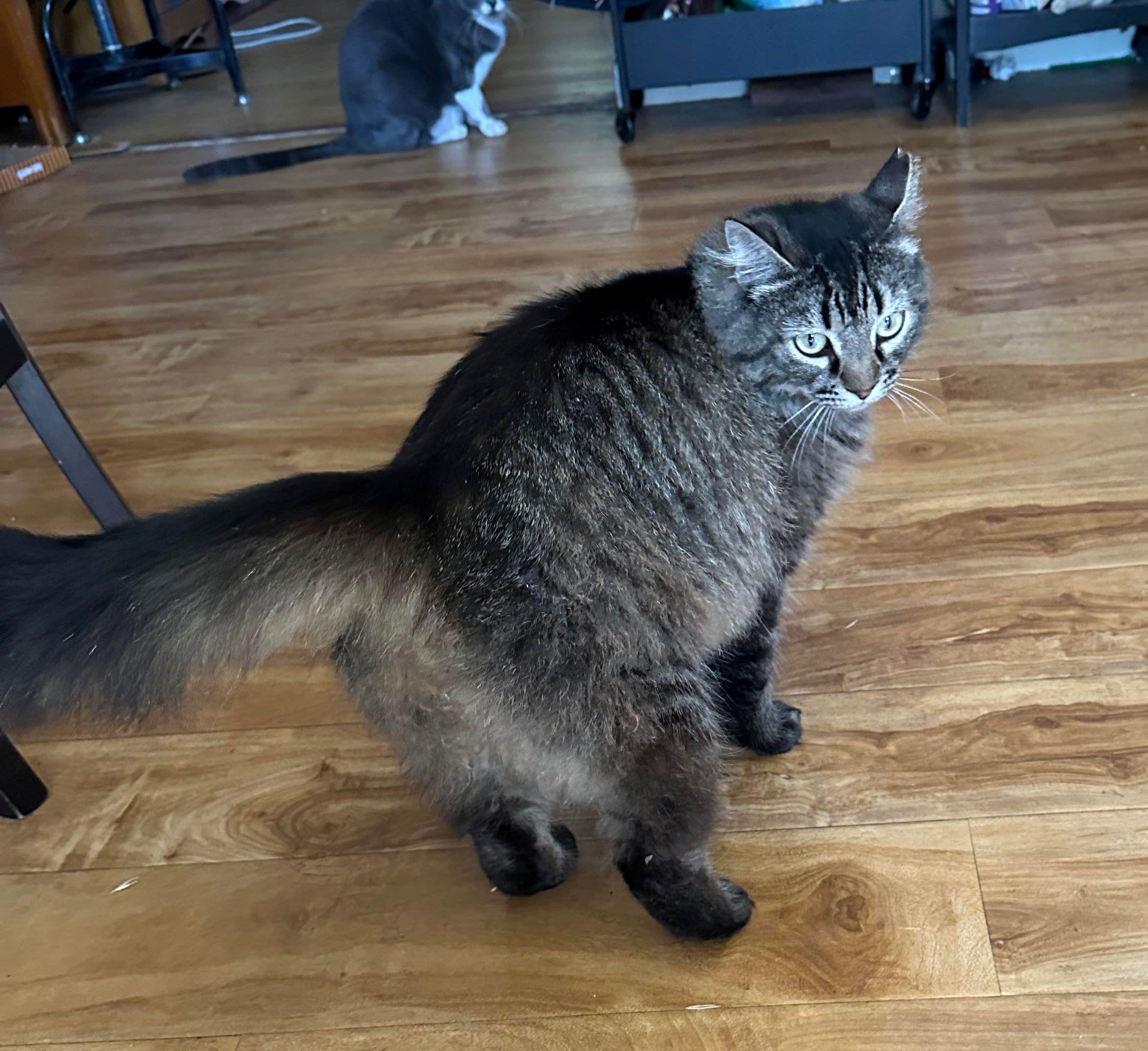 Enlarge Claudette, a Adoptable Domestic Medium Hair in Lodi, CA image 1/1