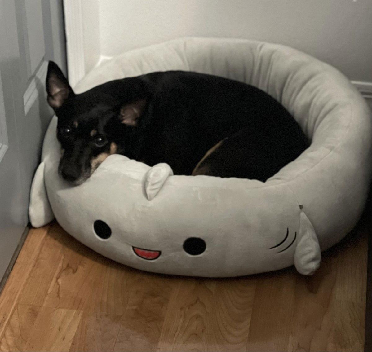 Kylo FH, Adoptable, Senior Male Miniature Pinscher.