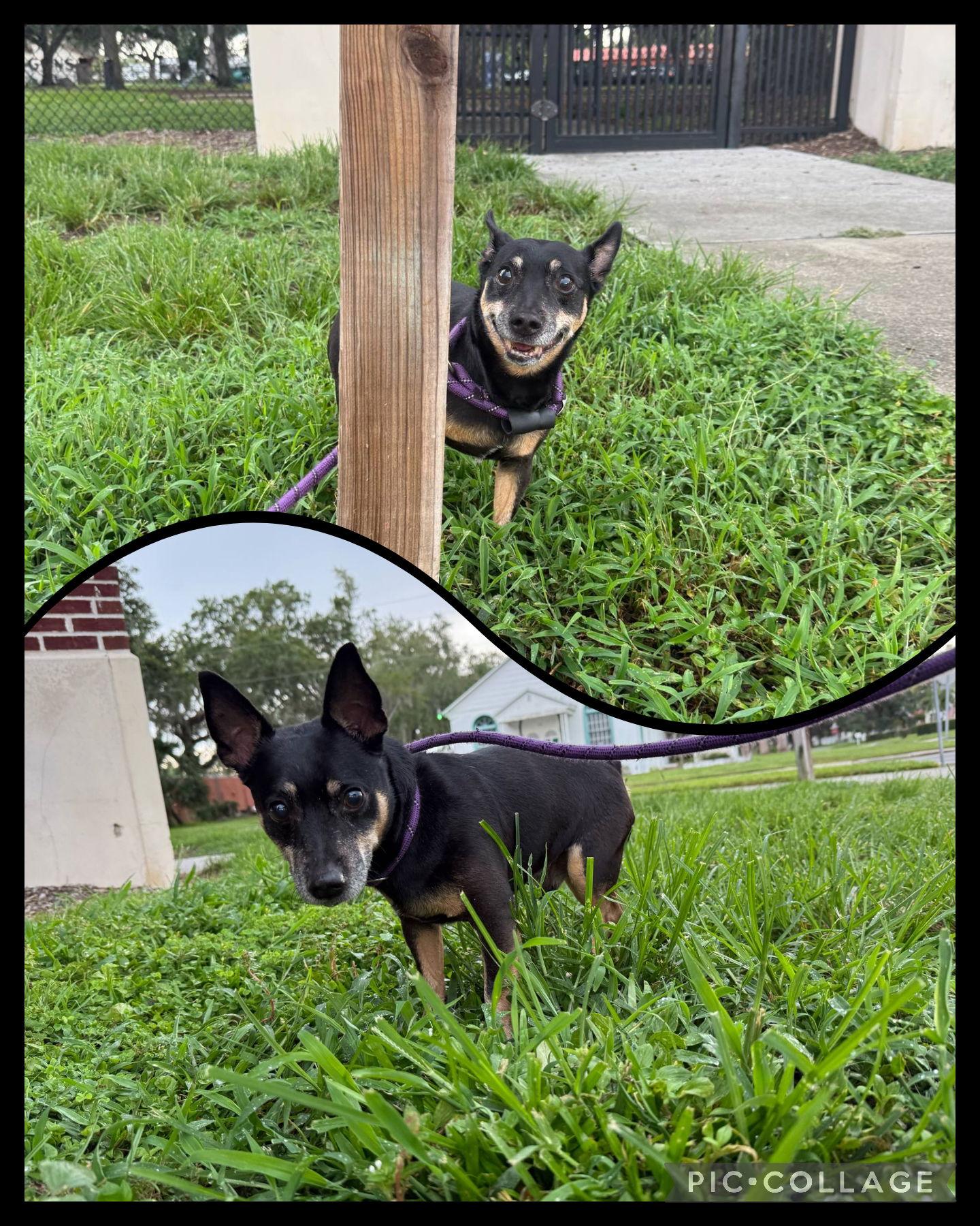 Enlarge Kylo FH, a Adoptable Miniature Pinscher in Sanford, FL image 2/3