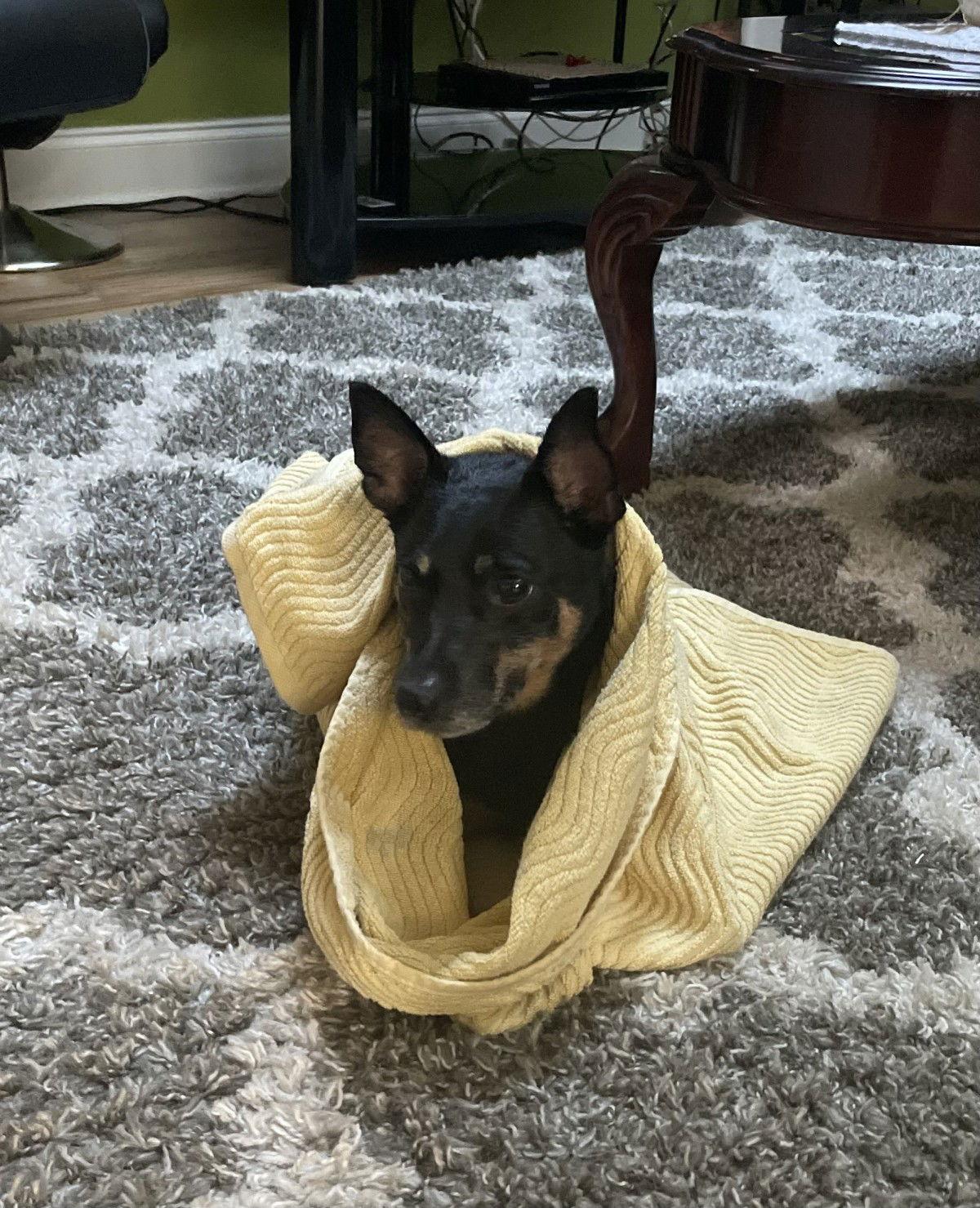 Enlarge Kylo FH, a Adoptable Miniature Pinscher in Sanford, FL image 3/3