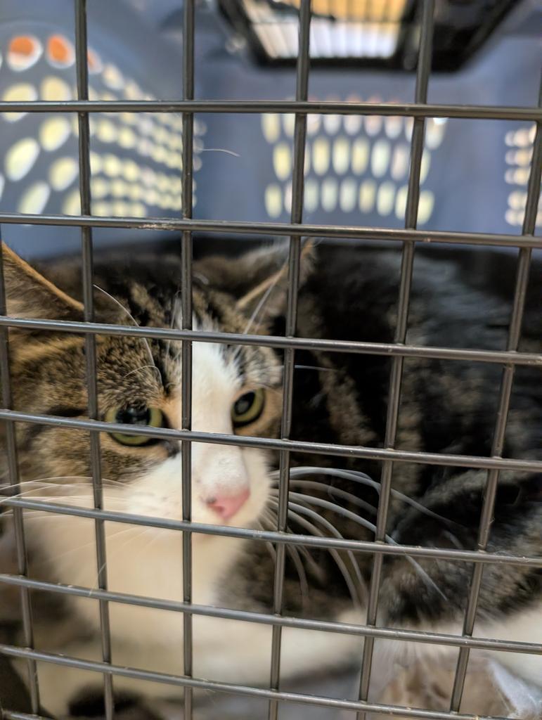 Silky, Adoptable, Young Female Domestic Short Hair.