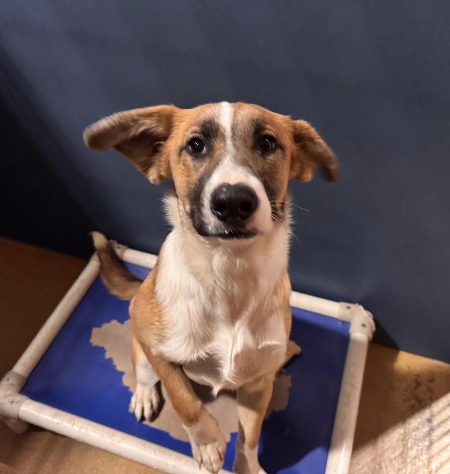 Enlarge Willow Tree, an adopted Mixed Breed in Chickasha, OK image 2/2