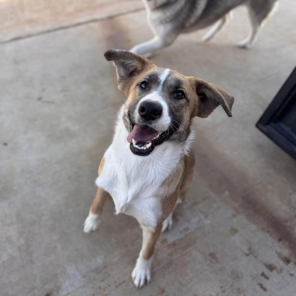 Willow Tree, ADOPTABLE, Adult Female Mixed Breed.