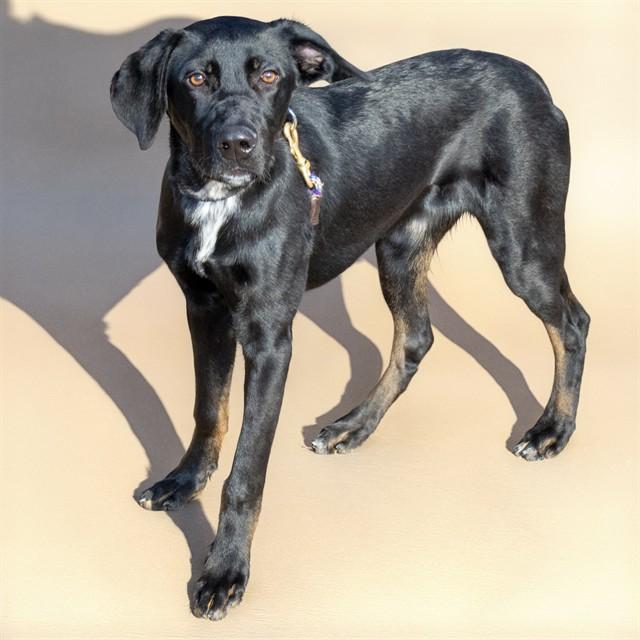 DUKE, Adoptable, Young Male Labrador Retriever & Great Dane.
